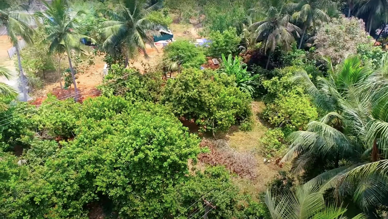 04 drone view farm - Cashew Farm Land in Auroville