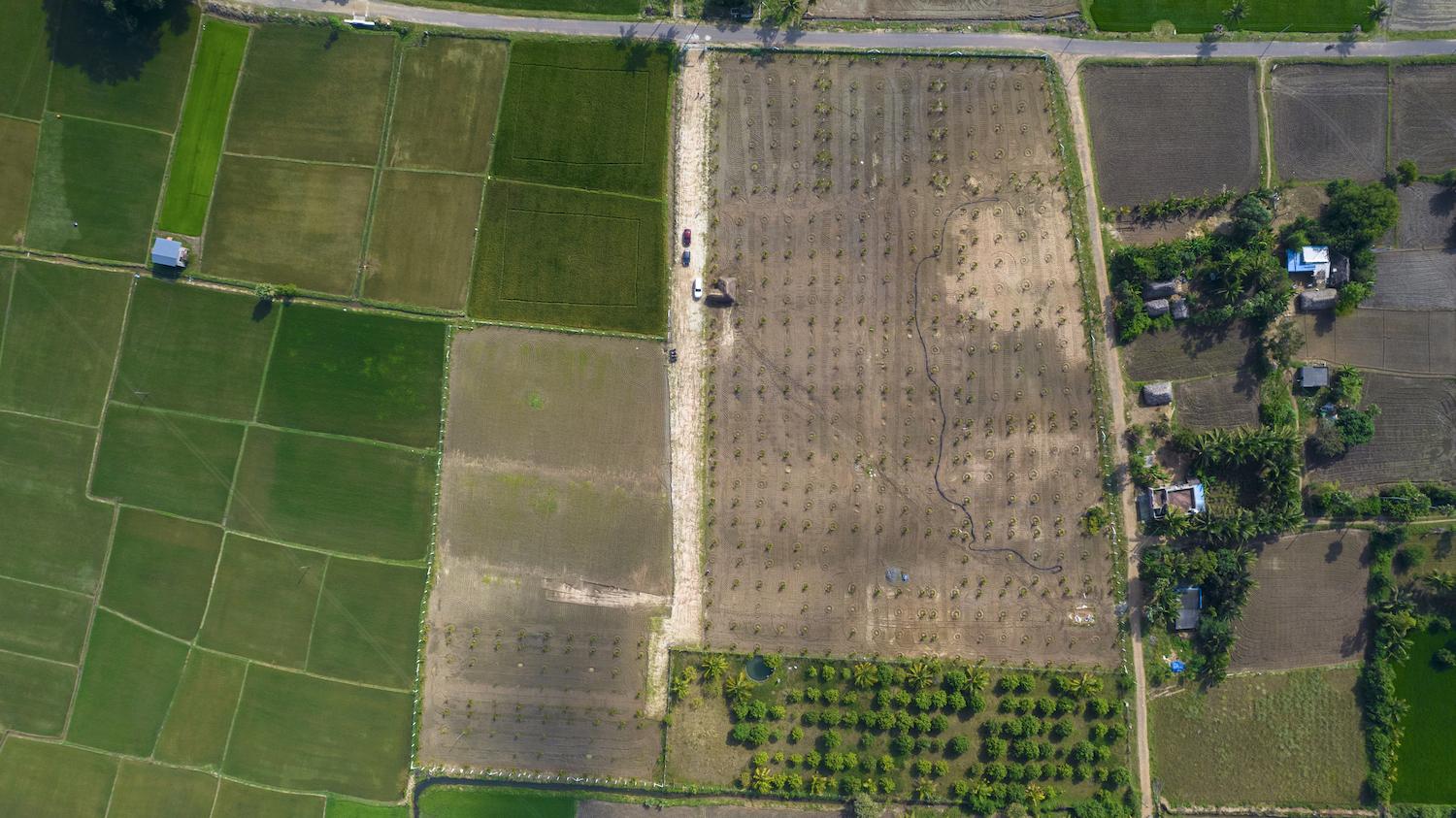 02 drone view top 2 - Farm Land Plots with Plantations in Nelvoypalayam - Koovathur