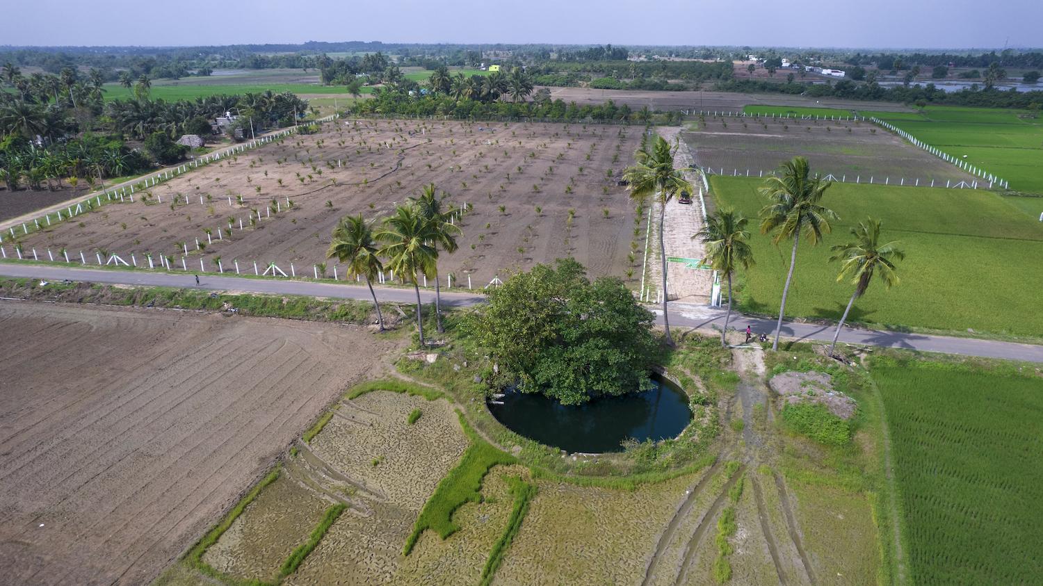 03 drone view side - Farm Land Plots with Plantations in Nelvoypalayam - Koovathur