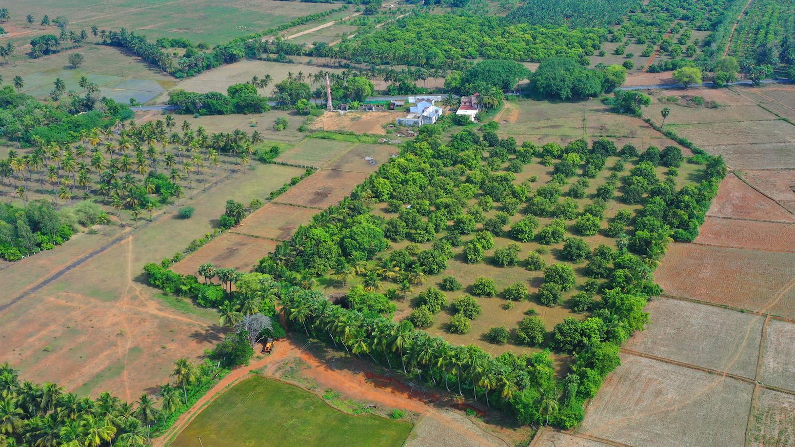 01 farm drone view side - Mango Farm Land in Koovathur - ECR