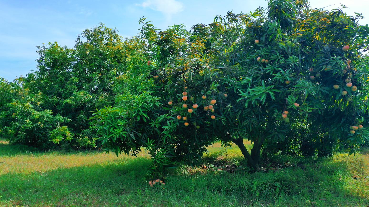 02 mongo tree in full glow - Mango Farm Land in Koovathur - ECR