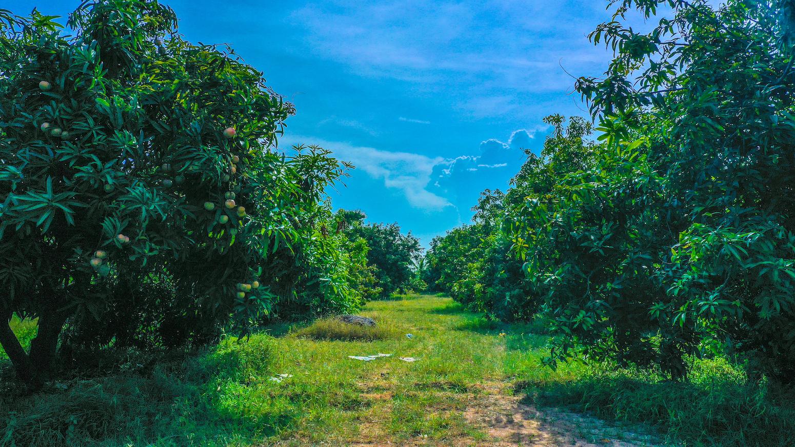 03 farm land view - Mango Farm Land in Koovathur - ECR